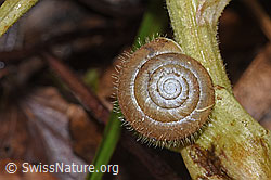 Zottige Haarschnecke (Trochulus villosus) (F238216) Zottige Haarschnecke (Trochulus villosus) (F238216)