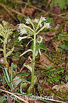 Weisse Pestwurz (Petasites albus) (F238226) Weisse Pestwurz (Petasites albus) (F238226)