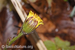 Huflattich (Tussilago farfara) (21.04.2023, F238227)