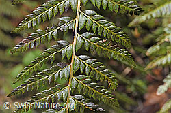 Gelappter Schildfarn (Polystichum aculeatum) (21.04.2023, F238240)