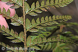 Foto: Gelappter Schildfarn (Polystichum aculeatum)