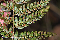 Foto: Gelappter Schildfarn (Polystichum aculeatum)
