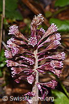 Rote Pestwurz (Petasites hybridus) (21.04.2023, F238261)