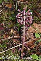 Rote Pestwurz (Petasites hybridus) (21.04.2023, F238262)