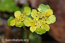 Wechselblättriges Milzkraut (Chrysosplenium alternifolium) (21.04.2023, F238265)