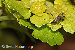 Fungus gnat of the genus Mycetophila on Chrysosplenium alternifolium (F238269)