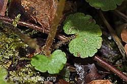 Chrysosplenium alternifolium (F238271)
