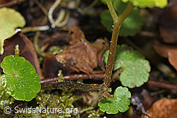 Chrysosplenium alternifolium (F238272)