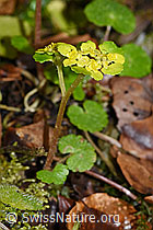 Wechselblättriges Milzkraut (Chrysosplenium alternifolium) (21.04.2023, F238273)