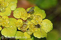 Fungus gnats of the genus Exechia Chrysosplenium alternifolium (F238278)