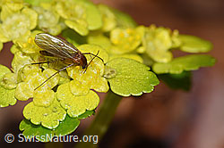 Fungus gnat of the genus Mycetophila on Chrysosplenium alternifolium (F238284)