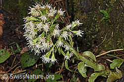 Weisse Pestwurz (Petasites albus) (F238287) Weisse Pestwurz (Petasites albus) (F238287)