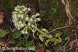 Weisse Pestwurz (Petasites albus) (F238288) Weisse Pestwurz (Petasites albus) (F238288)