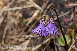 Soldanella alpina (F241663)
