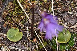 Soldanella alpina (F241664)