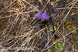 Soldanella alpina (F241665)