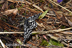 Bärentrauben-Bänderspanner (Macaria carbonaria) (F241669)