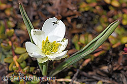 Pyrenäen-Hahnenfuss (Ranunculus kuepferi) (F241678) Pyrenäen-Hahnenfuss (Ranunculus kuepferi) (F241678)