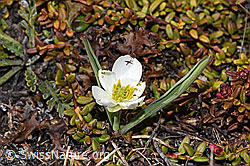 Pyrenäen-Hahnenfuss (Ranunculus kuepferi) (F241680) Pyrenäen-Hahnenfuss (Ranunculus kuepferi) (F241680)