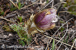 Pulsatilla vernalis (F241683)