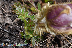 Pulsatilla vernalis (F241684)