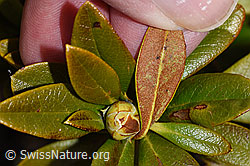 Rhododendron ferrugineum (F241690)