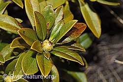 Rhododendron ferrugineum (F241691)