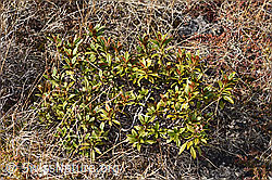 Rhododendron ferrugineum (F241694)