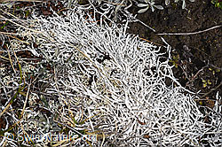 Thamnolia vermicularis (26.05.2023, F241698)