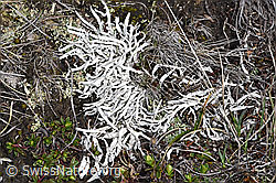 Thamnolia vermicularis (F241699)