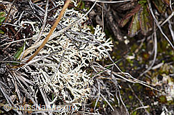 Cladonia rangiferina (26.05.2023, F241702)