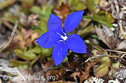 Schleichers Enzian (Gentiana schleicheri) (F241706)