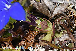 Schleichers Enzian (Gentiana schleicheri) (F241707)