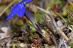 Schleichers Enzian (Gentiana schleicheri) (F241709)