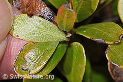 Immergrüne Bärentraube (Arctostaphylos uva-ursi) (F241711) Immergrüne Bärentraube (Arctostaphylos uva-ursi) (F241711)