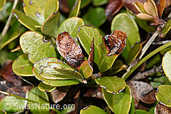 Immergrüne Bärentraube (Arctostaphylos uva-ursi) (F241712) Immergrüne Bärentraube (Arctostaphylos uva-ursi) (F241712)