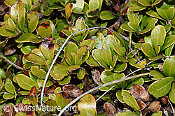 Immergrüne Bärentraube (Arctostaphylos uva-ursi) (F241713) Immergrüne Bärentraube (Arctostaphylos uva-ursi) (F241713)