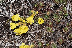 Goldprimel (Androsace vitaliana) (F241732) Goldprimel (Androsace vitaliana) (F241732)