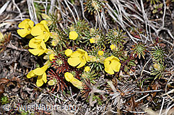 Goldprimel (Androsace vitaliana) (F241748) Goldprimel (Androsace vitaliana) (F241748)