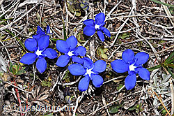 Schleichers Enzian (Gentiana schleicheri) (F241749)