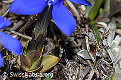 Schleichers Enzian (Gentiana schleicheri) (F241751)