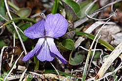 Viola rupestris (26.05.2023, F241752)