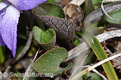 Viola rupestris (F241753)