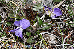Viola rupestris (26.05.2023, F241755)