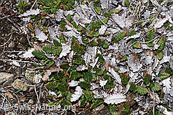 Silberwurz (Dryas octopetala) (F241757)