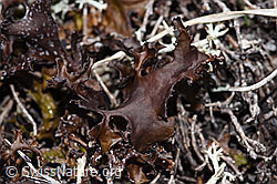 Isländisch Moos (Cetraria islandica) (F241763) Isländisch Moos (Cetraria islandica) (F241763)