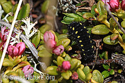 Zygaena exulans (Caterpillar) on Loiseleuria procumbens (F241778) Zygaena exulans (Caterpillar) on Loiseleuria procumbens (F241778)