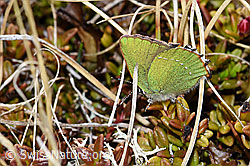 Callophrys rubi (26.05.2023, F241783)