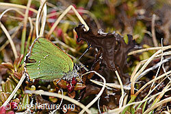 Callophrys rubi (F241788)