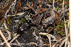 Notiophilus aquaticus (26.05.2023, F241791)
